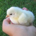 raising chickens