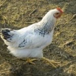 The Benefits of Raising Chickens