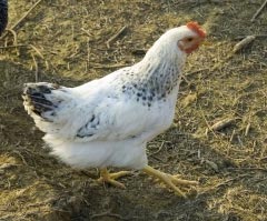 benefits of raising chickens