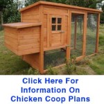 Cheap Chicken Coops – What To Look For
