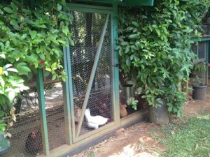 a well-shaded chicken coop